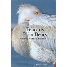 Pelicans to Polar Bears: Watching Wildlife in Manitoba by Catherine Senecal